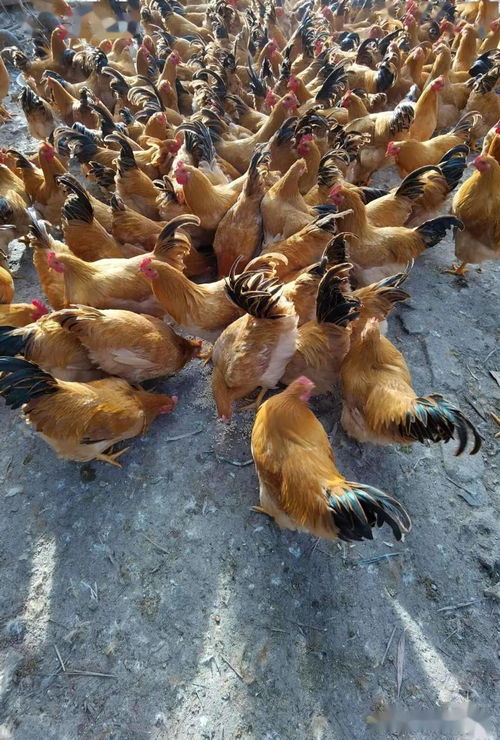 发酵饲料破局 家禽养殖业从亏损到盈利的实践之路