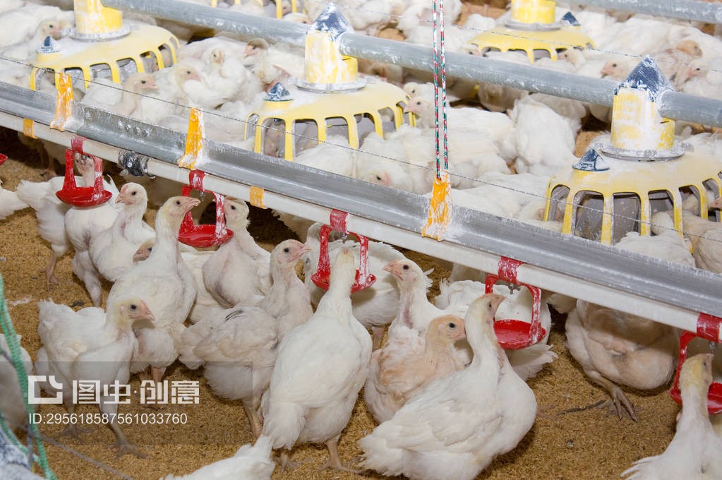 现代家禽饲养 肉蛋鸡养殖场的规范化运营与技术要点